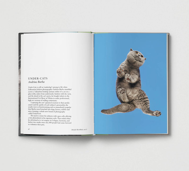 New Photography of the CAT - Hoxton Mini Press