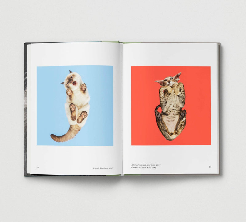 New Photography of the CAT - Hoxton Mini Press
