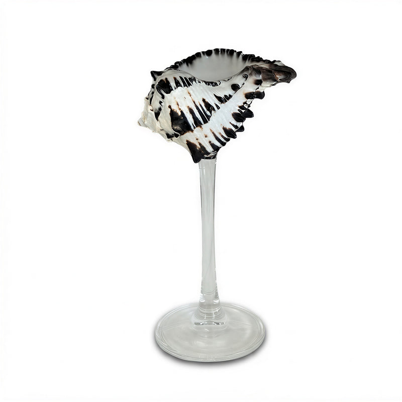 Shell Champagne Glass With Stem