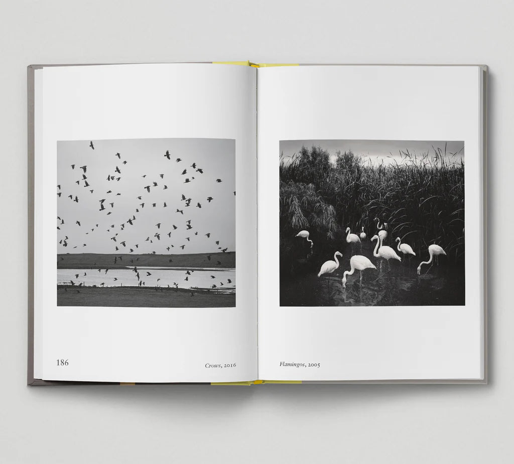 Bird. - by Hoxton Mini Press