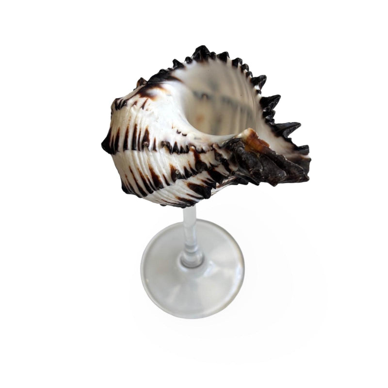Shell Cocktail Glass