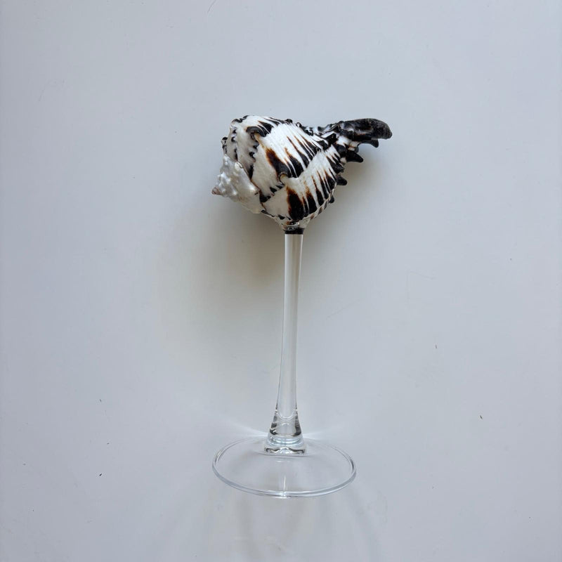 Shell Cocktail Glass