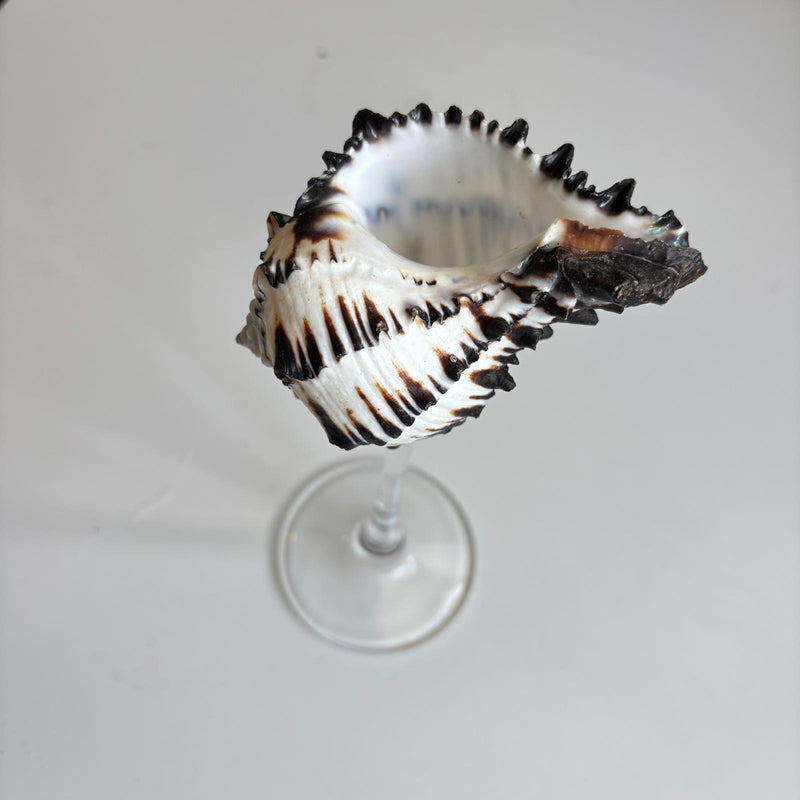 Shell Cocktail Glass