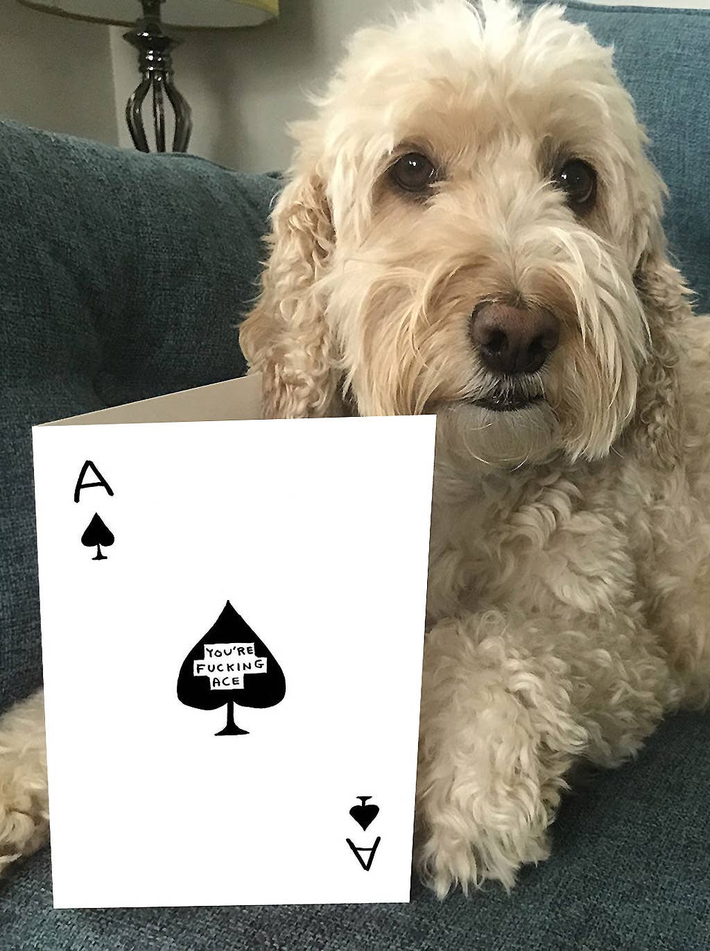 Funny Greetings Card By David Shrigley - You're Fucking Ace