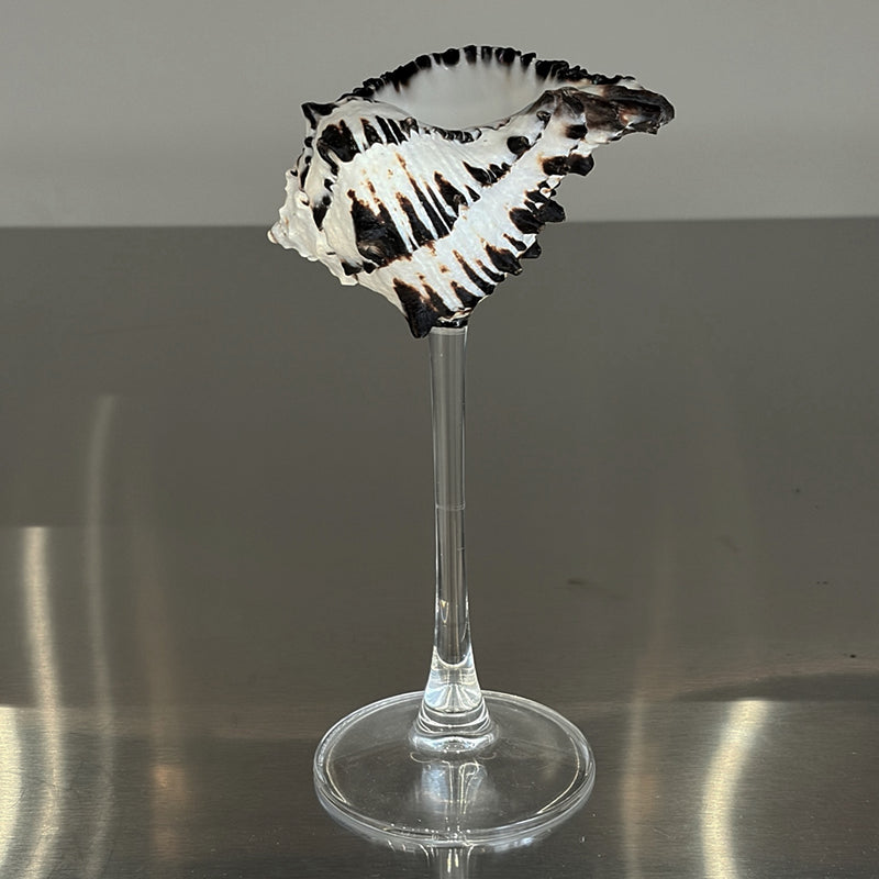 Shell Champagne Glass With Stem