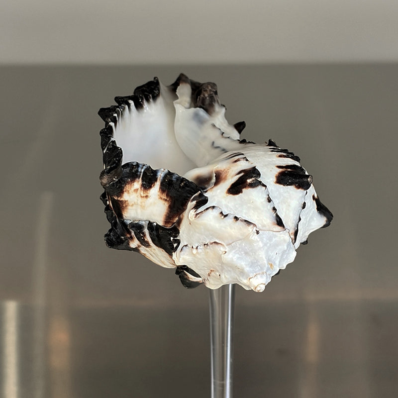 Shell Champagne Glass With Stem