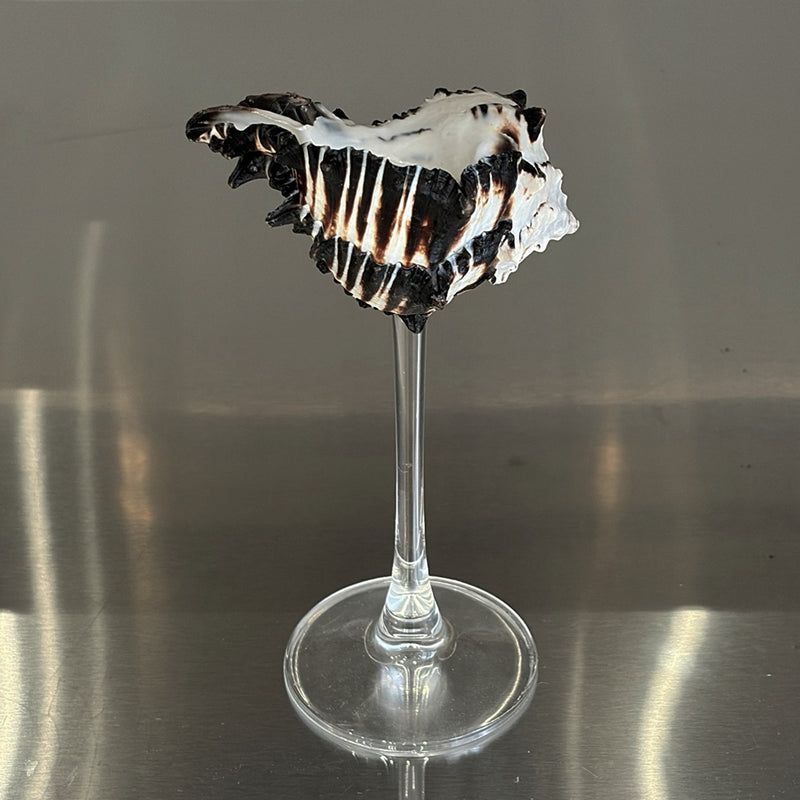 Shell Champagne Glass With Stem