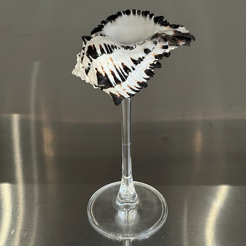 Shell Champagne Glass With Stem